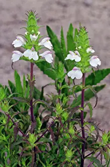 Orobanchaceae Prints: Mediterranean lineseed (Bellardia trixago) in flower