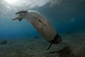 Mediterranean Male Monk seal (Monachus monachus) Deserta Grande, Desertas Islands