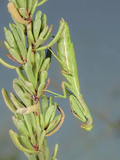 Tuscanny Prints: Mediterranean mantis (Iris oratoria) resting on coastal plant