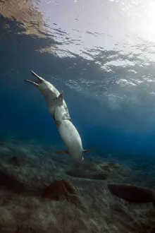 Images Dated 26th July 2009: Mediterranean Monk seal (Monachus monachus) pair mating, Deserta Grande, Desertas Islands