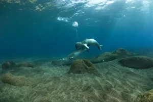 Images Dated 26th July 2009: Mediterranean Monk seal (Monachus monachus) pair mating, Deserta Grande, Desertas Islands