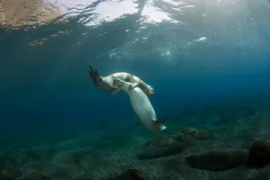 Images Dated 26th July 2009: Mediterranean Monk seal (Monachus monachus) pair mating, Deserta Grande, Desertas Islands