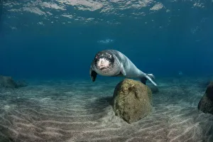 Mediterranean Monk seal (Monachus monachus) Deserta Grande, Desertas Islands, Madeira