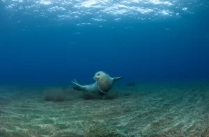 Mediterranean Monk Seal (Monachus monachus) juvenile female hunting, Areias, Deserta Grande
