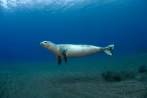 Mediterranean Monk Seal (Monachus monachus) juvenile female hunting, Areias, Deserta Grande