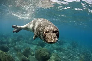 Mediterranean Monk Seal (Monachus monachus) large male of 2