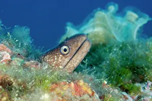Italy Prints: Mediterranean moray eel (Muraena helena) head portrait