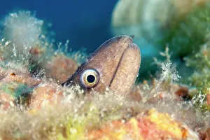 Italy Prints: Mediterranean moray eel (Muraena helena) head portrait