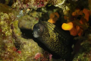 Images Dated 2nd June 2009: Mediterranean moray eel (Muraena helena) Malta, Mediteranean, June 2009