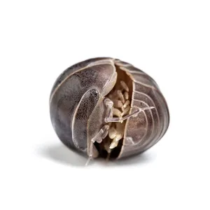 Curled Up Prints: Mediterranean pill woodlouse (Armadillo officinalis) curled up in a defensive position