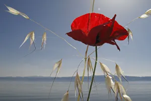 Images Dated 16th June 2009: Mediterranean poppy (Papaver apulum) and Oat grass (Avena sp) on the shore of Lake Ohrid