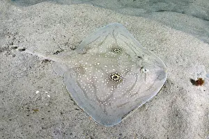 Rays Prints: Mediterranean rough skate (Raja Radula) camouflaged on seabed