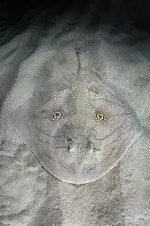 Rays Prints: Mediterranean rough skate (Raja Radula) camouflaged on seabed
