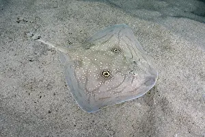 Rays Prints: Mediterranean rough skate (Raja Radula) camouflaged on seabed