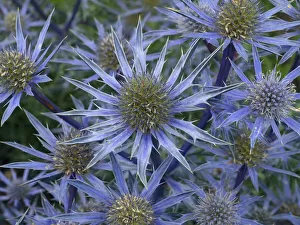 Mediterranean sea holly (Eryngium bourgatia) Picco blue flowers in garden border
