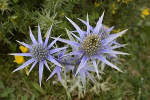 Umbelliferae Prints: Mediterranean sea holly / Pyrenean eryngo (Eryngium bourgatii) flowering on montane pastureland