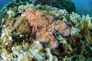 Croatia Prints: Mediterranean slipper lobster (Scyllarides latus) camouflaged on a reef