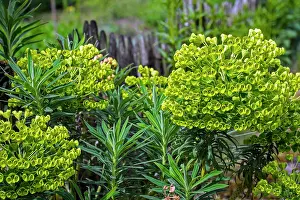 Euphorbia Prints: Mediterranean spurge (Euphorbia characias) in flower