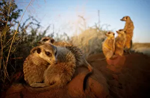The Magic Moment Collection: Meerkat family group at burrow {Suricata suricatta} Tswalu Kalahari Reserve South Africa