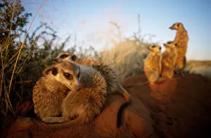 Interaction Prints: Meerkat family group at burrow {Suricata suricatta} Tswalu Kalahari Reserve South Africa