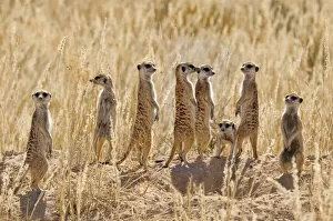 Nature's Last Paradises Collection: Meerkat (Suricata suricatta) group standing apart, Kgalagadi National Park, South Africa