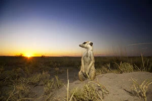 Meerkat (Suricata suricatta) keeps watch at the entrance to a burrow as the sun sets