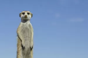 Meerkat (Suricata suricatta) standing on guard, South Africa