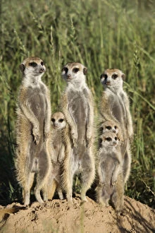 Meerkat / Suricate family group (Suricatta suricata) standing alert together, Kalahari