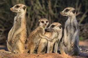 Images Dated 16th January 2017: Meerkats (Suricata suricatta), Kgalagadi Transfrontier Park, Northern Cape, South Africa, January