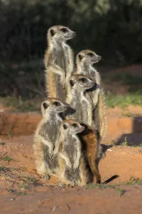 Meerkats (Suricata suricatta), Kgalagadi Transfrontier Park, Northern Cape, South Africa, January