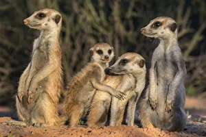 Meerkats (Suricata suricatta), Kgalagadi Transfrontier Park, Northern Cape, South Africa, January