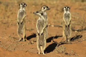 Images Dated 6th February 2013: Meerkats (Suricata suricatta) standing alert, Kgalagadi Transfrontier Park, Northern Cape