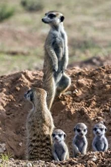 Alertness Gallery: Meerkats (Suricata suricatta) with young, Kgalagadi Transfrontier Park, Northern Cape