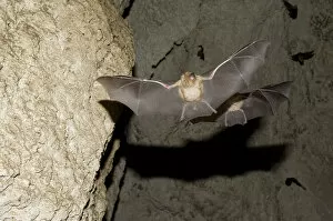 Images Dated 10th June 2008: Mehelys Horseshoe Bat (Rhinolophus mehelyi) pregnant female flies from cave