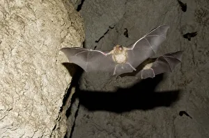 Images Dated 10th June 2008: Mehelys Horseshoe Bat (Rhinolophus mehelyi) pregnant female flies from cave