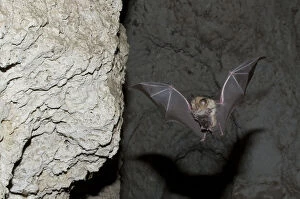 Images Dated 10th June 2008: Mehelys Horseshoe bat (Rhinolophus mehelyi) flying carrying baby in cave near Nikopol