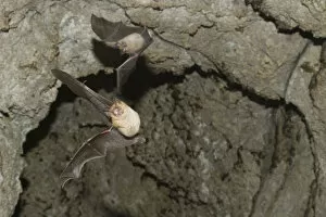 Images Dated 16th June 2008: Mehelys horseshoe bat (Rhinolophus mehelyi) flying from cave, Bulgaria, May 2008