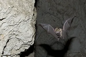 Mehelys Horseshoe bat (Rhinolophus mehelyi) flying carrying baby in cave near Nikopol