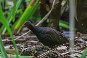 New Ireland Prints: Melanesian megapode (Megapodius eremita) portrait