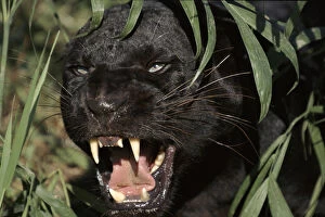 Melanistic (black form) Leopard snarling, often called black panther (captive)