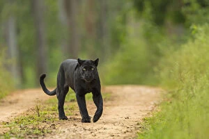 Melanistic leopard / Black panther (Panthera pardus) on territorial patrol on track