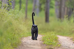 Melanistic leopard / Black panther (Panthera pardus) on territorial patrol on track