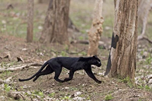 2019 July Highlights Collection: Melanistic leopard / Black panther (Panthera pardus) Nagarahole National Park, Nilgiri