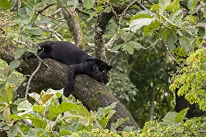 2019 December Highlights Gallery: Melanistic leopard / Black panther (Panthera pardus fusca) resting in tree