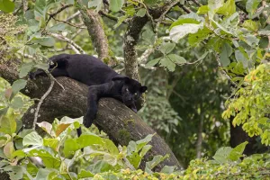 Melanistic leopard / Black panther (Panthera pardus fusca) resting in tree