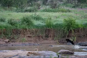 Jumping Prints: Melanistic Leopard / black Panther (Panthera pardus) leaping through river