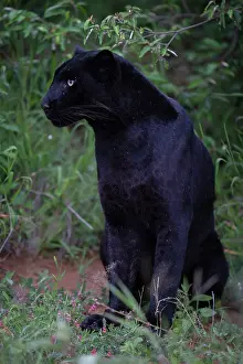 Melanistic Prints: Melanistic Leopard / black Panther (Panthera pardus) portrait, Laikipia plateau, Kenya