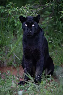 Melanistic Prints: Melanistic Leopard / black Panther (Panthera pardus) portrait, Laikipia plateau, Kenya