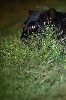 Melanistic Prints: Melanistic Leopard / black Panther (Panthera pardus) portrait, Laikipia plateau, Kenya