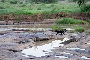 Melanistic Prints: Melanistic Leopard / black Panther (Panthera pardus) walking in shallow river